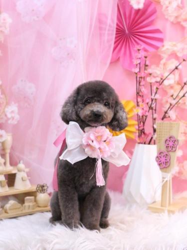 20250319chipieちゃん 